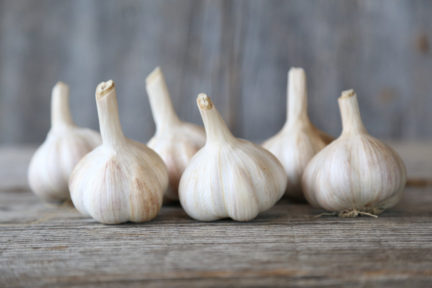 1 Pound Garlic *SOLD OUT FOR 2023*