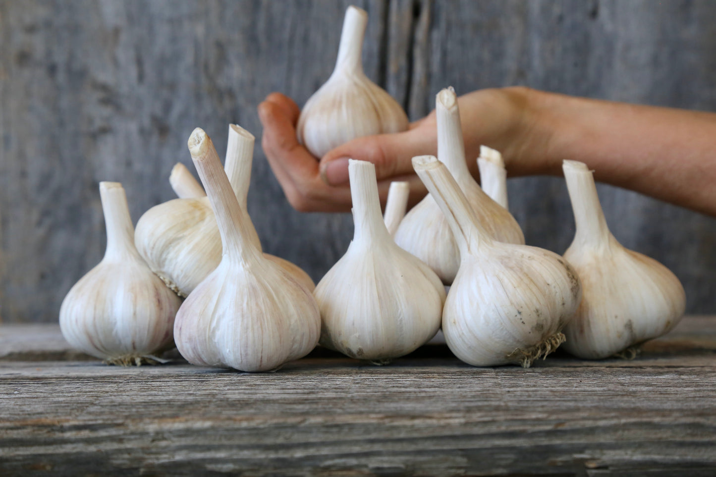 2 pounds garlic *SOLD OUT FOR 2023*